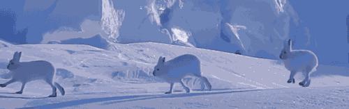 北极兔腿长,北极兔高冷长腿