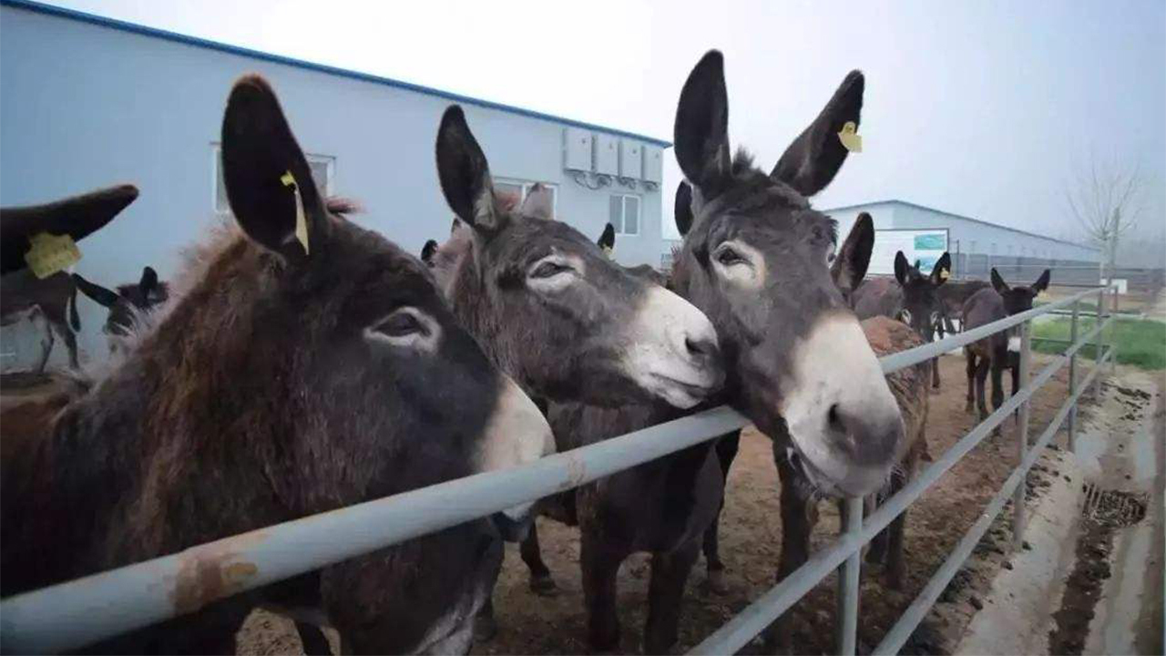 驴肉火烧吃着不香是不是假的,驴肉火烧到底哪里是正宗