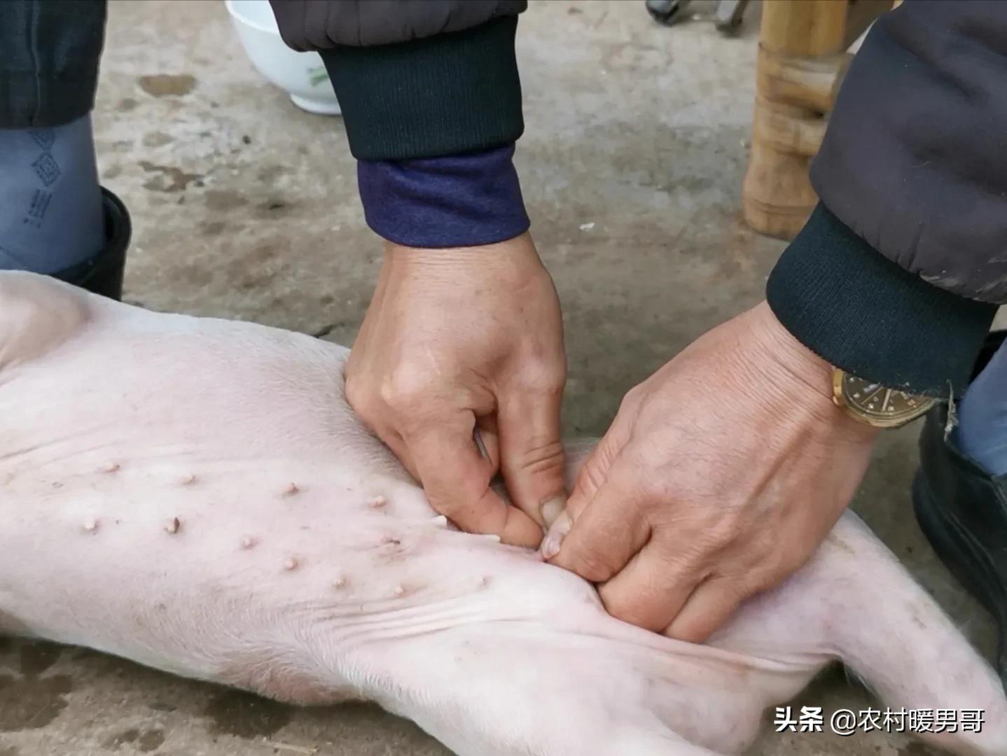 带大家一起走进乡村生活,农村生活带你体验