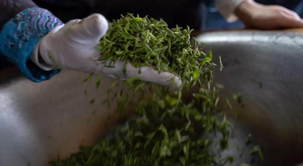 正宗日照绿茶什么样,日照绿茶全国有名