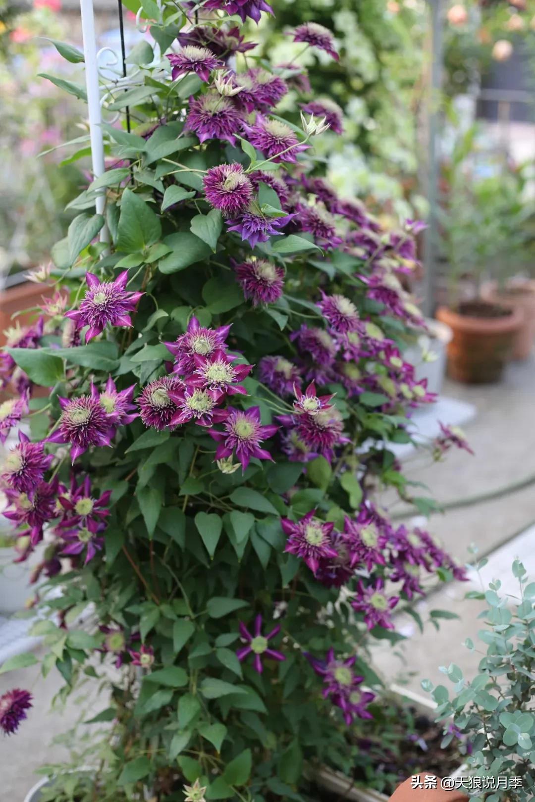 别人做梦都想要的花墙，他早就用铁线莲实现了