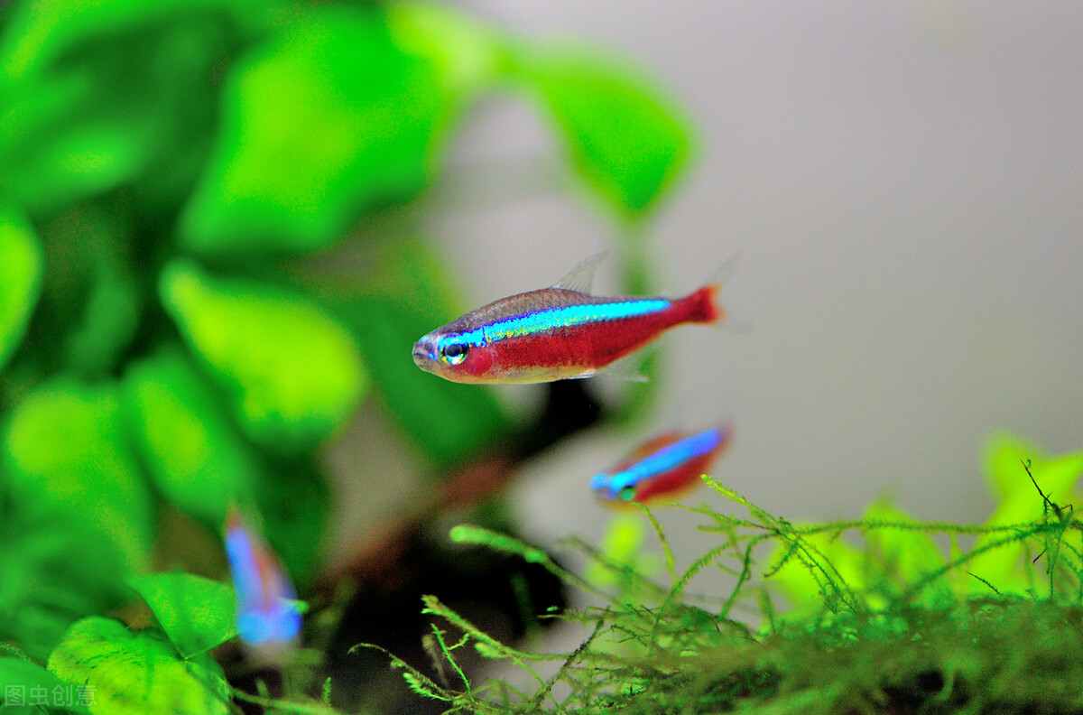 养红绿灯鱼的技巧和方法,红绿灯鱼要怎么养