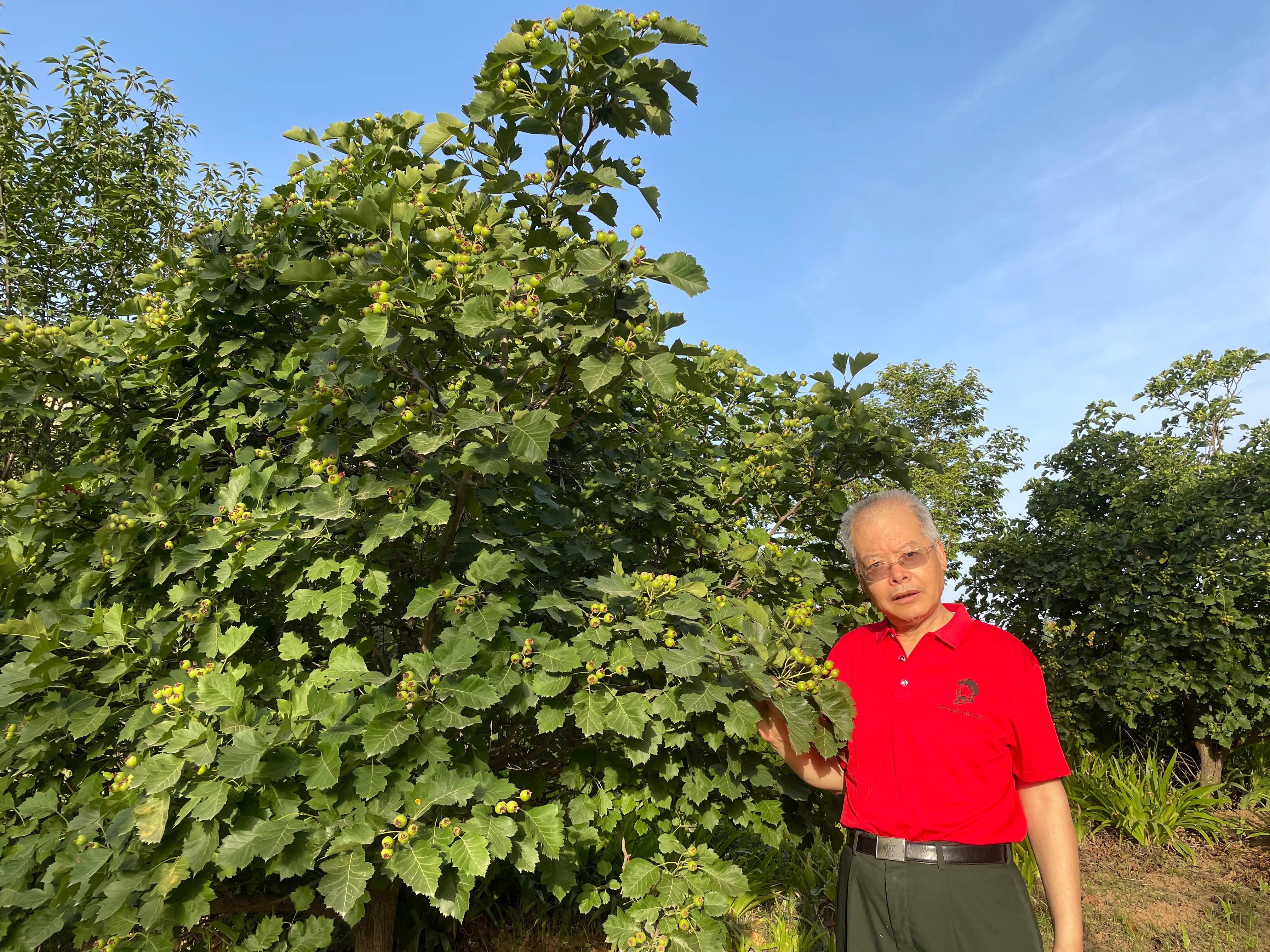 山楂的功效与作用吃法和做法,山楂的功效和作用