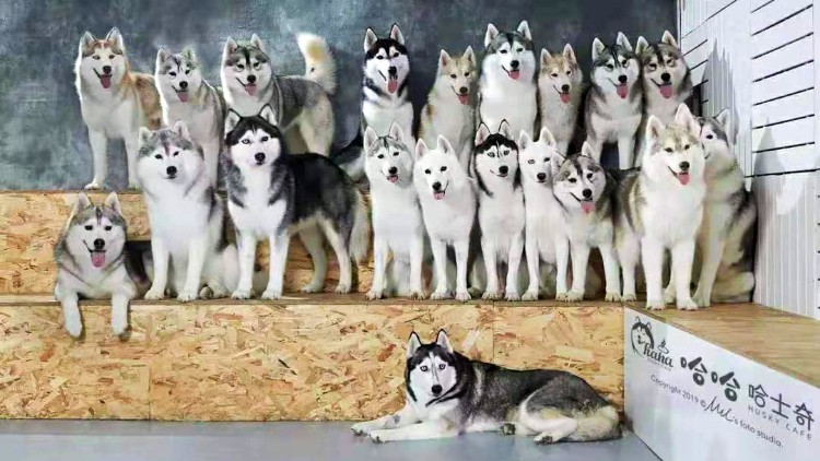 哈士奇幼犬怎么挑选,哈士奇幼犬怎么选