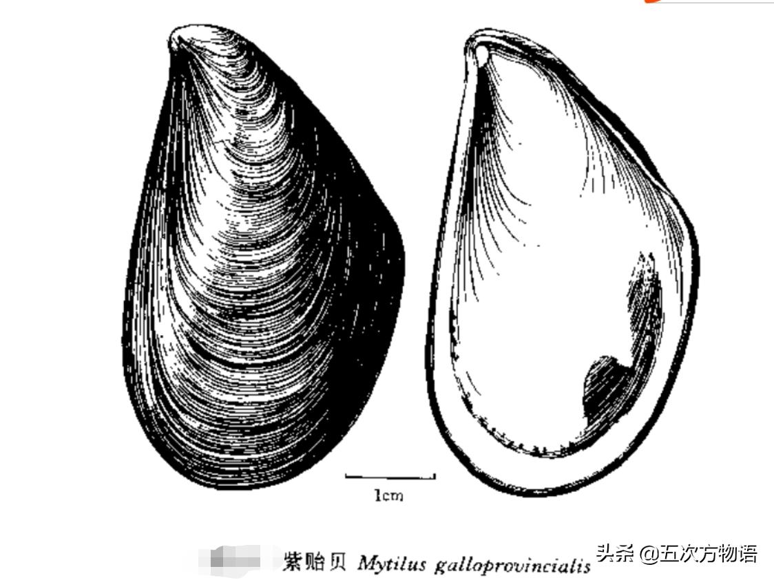 好吃的贝类品种大全,青岛贝类海鲜有哪些品种