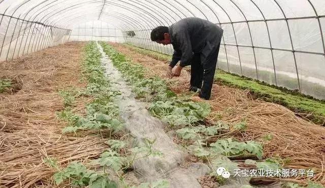 西瓜小叶病西瓜叶片卷曲原因,西瓜龙头皱缩什么原因