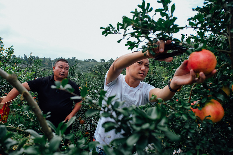 石榴开裂,石榴开裂的最佳防治方法