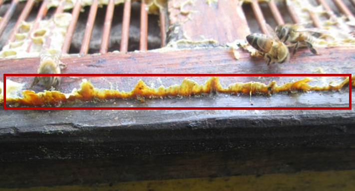 蜂胶和大蒜油哪个抗菌抗癌好,蜂胶价格为什么差这么多