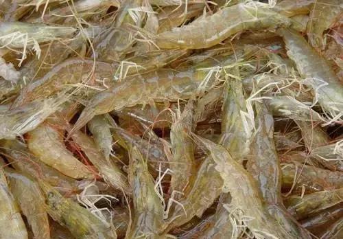 汕尾人吃海鲜,原来海边人是这样吃海螺的