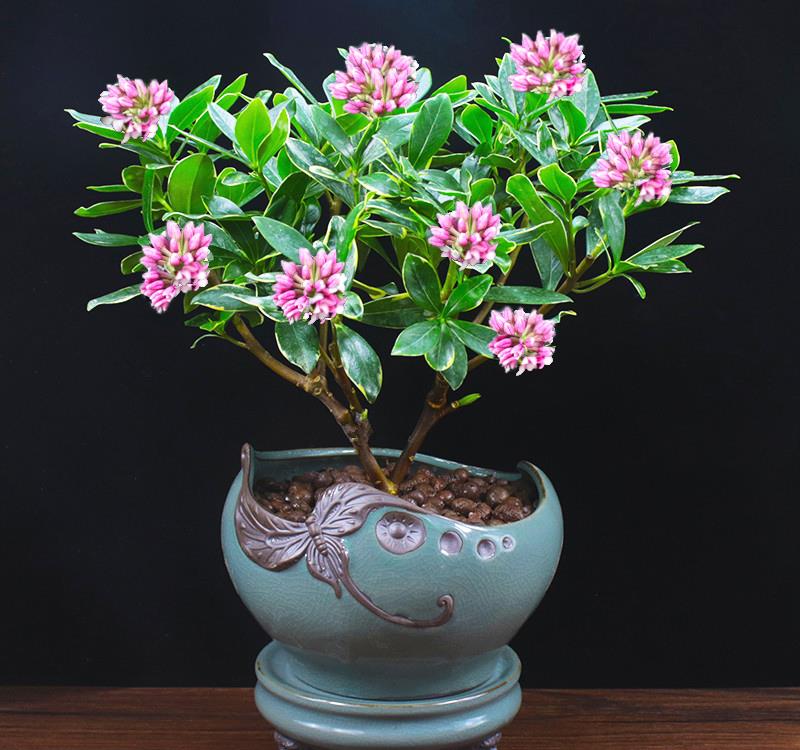 富贵大气的十种花,马上要开花的富贵花