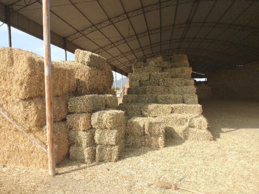 秸秆喂羊技术视频,秸秆饲料怎么喂羊羔好吃