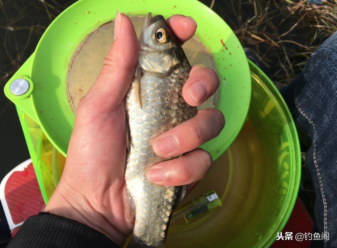 野钓大小通吃的饵料,春季野钓鲫鱼用什么味型饵料最好