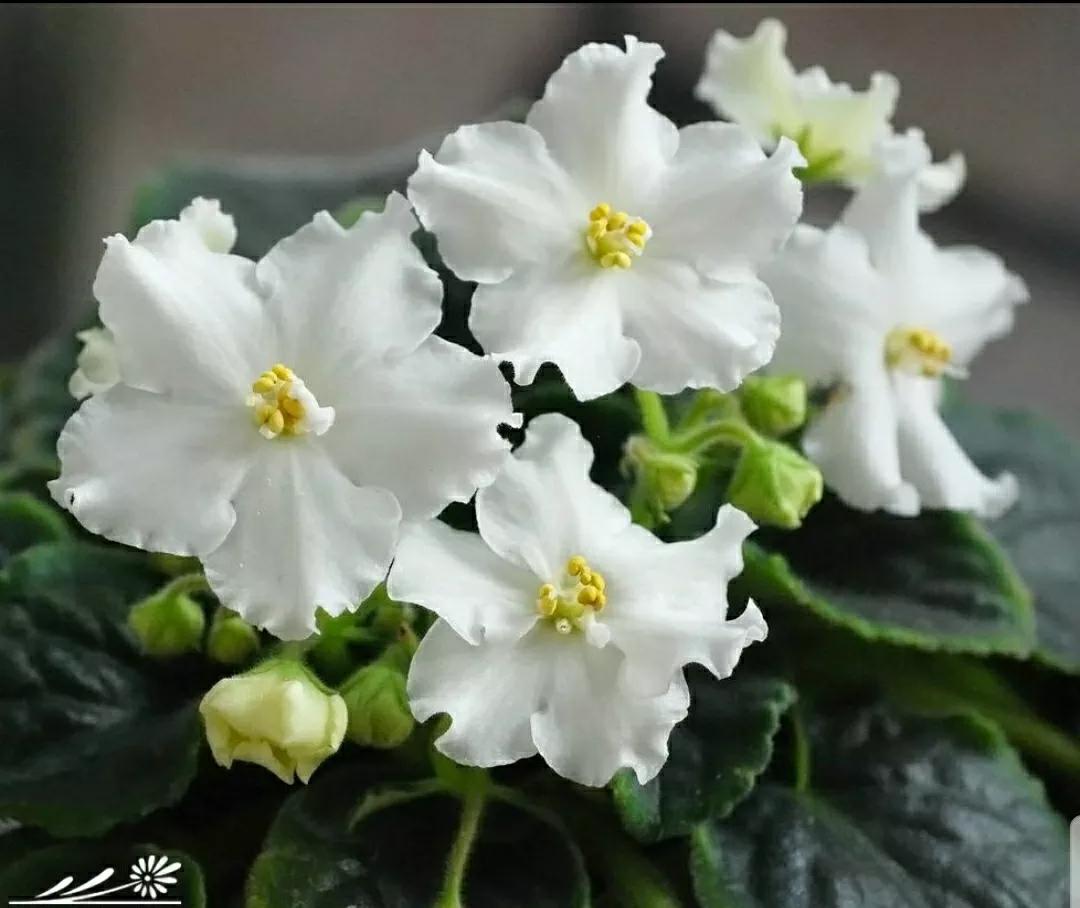芳踪难觅濒危花！清新治愈篇：沙漠高原是吾家，豹子花的春天来了