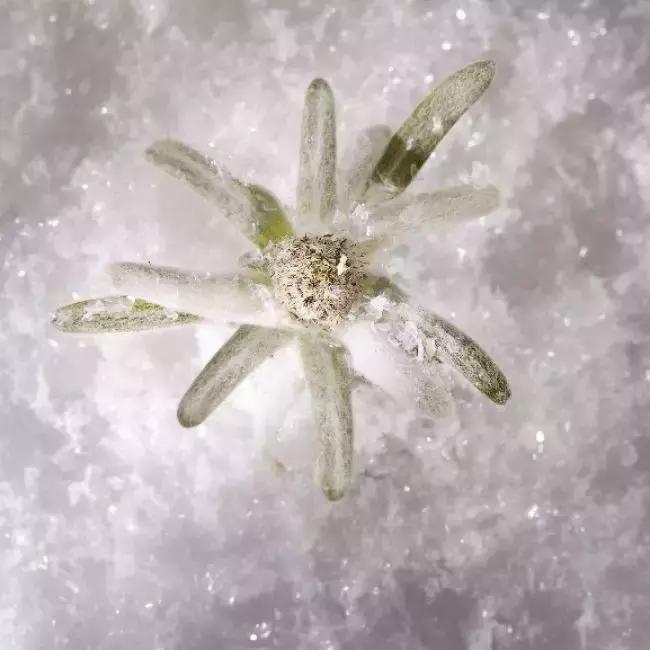 好用的精华兰蔻,兰蔻菁纯臻颜夜间修护面膜成分