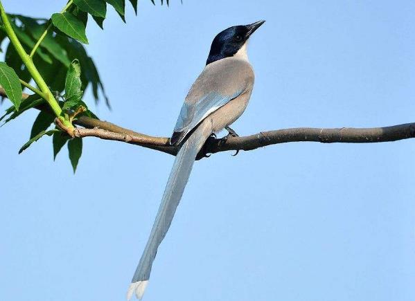 高清童年常见飞禽篇(值得珍藏)