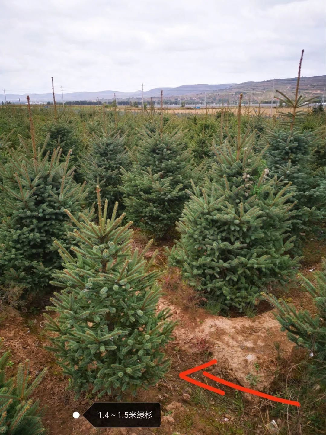 挪威云杉夏天怎么养,挪威云杉温和净肤