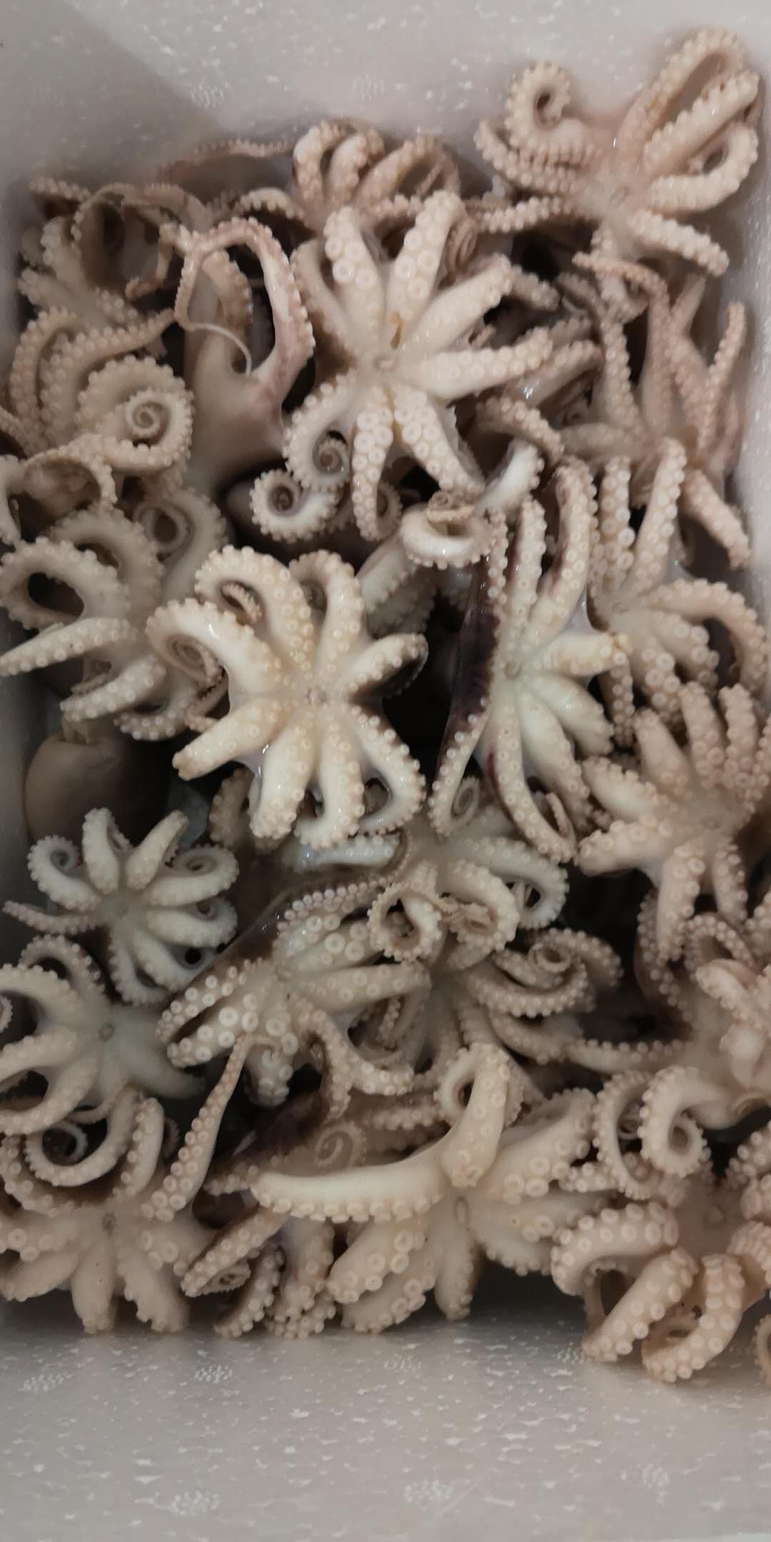 盘它！老不大俗称小八爪！