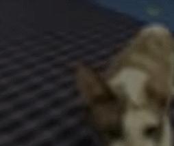 好好的猫咪突然瘸了是怎么回事,好好的猫突然掉了