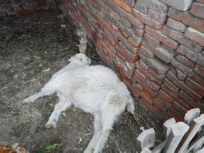 关于羊快疫的防治技术