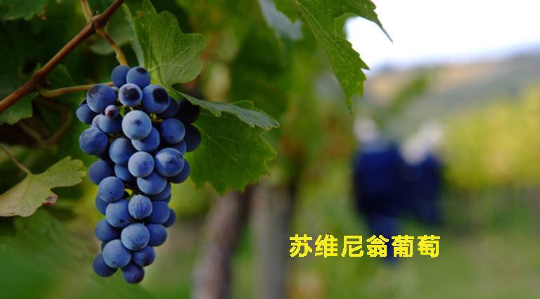 胶原蛋白葡萄籽和vc怎么吃,肌肤秘钥胶原蛋白葡萄籽