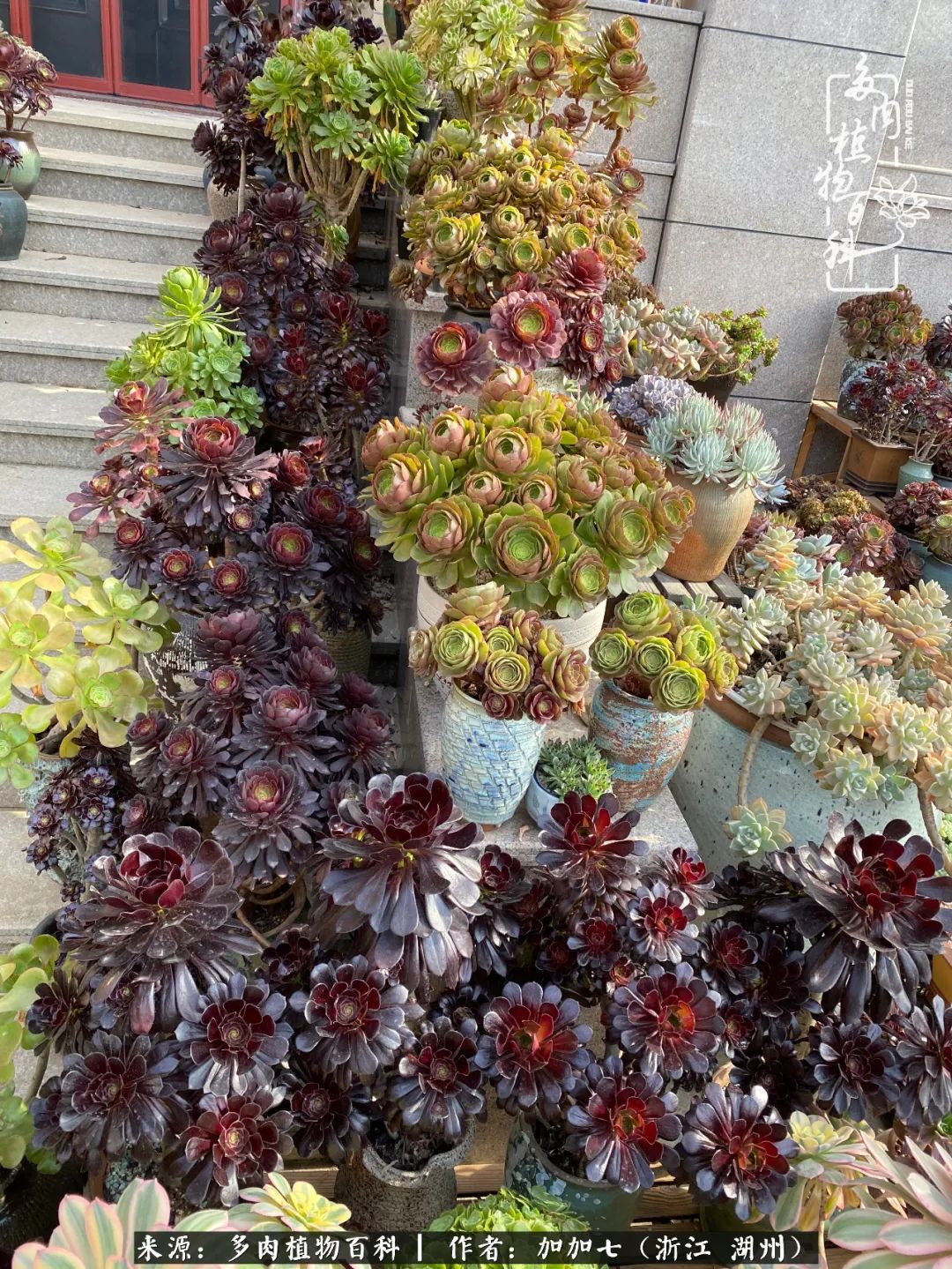 没根的法师夏天怎么养,五法师阵容