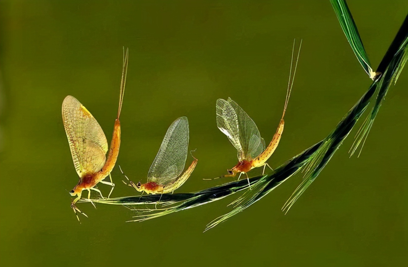 邓州大量飞蛾聚集的原因,邓州一桥面出现大量飞蛾