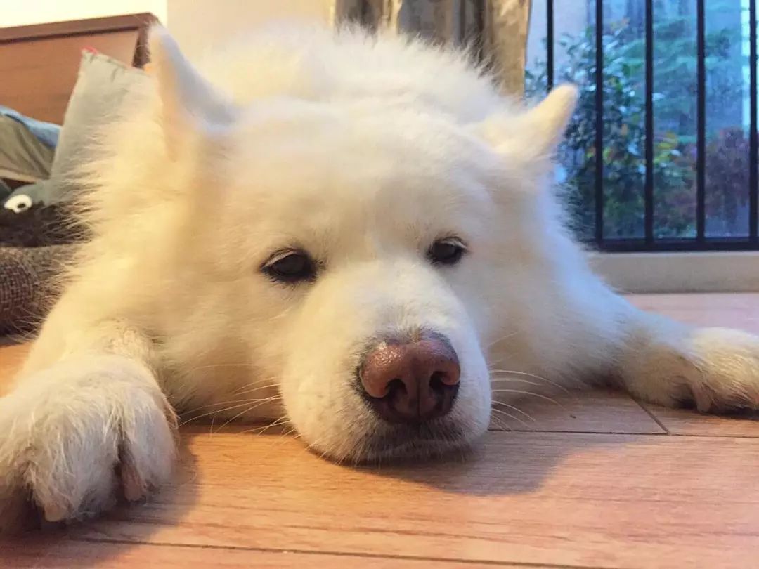 大狗去宠物店,自己在家洗宠物狗需要注意什么