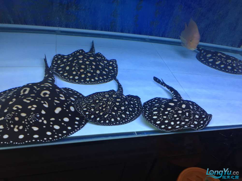 龙鱼混养被打沉缸,龙鱼打架不动了