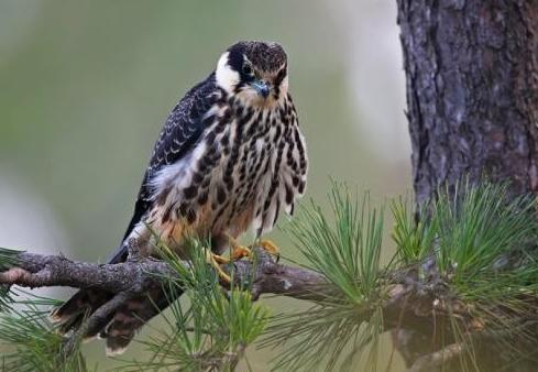 农村常见的动物抓了判刑,农村常见的10种野生动物