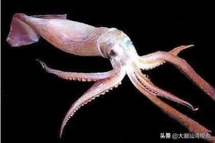 作为潮汕人，这89种海鲜你都能对上号吗