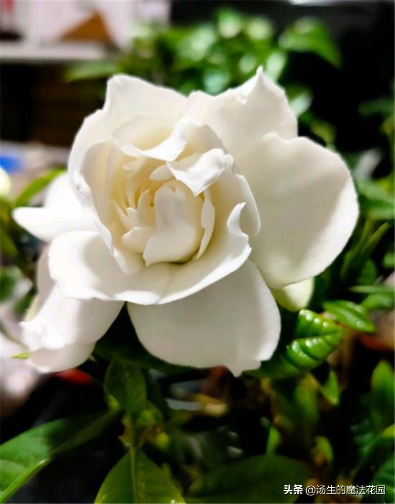 三招让你开爆花,栀子花如何快速爆花
