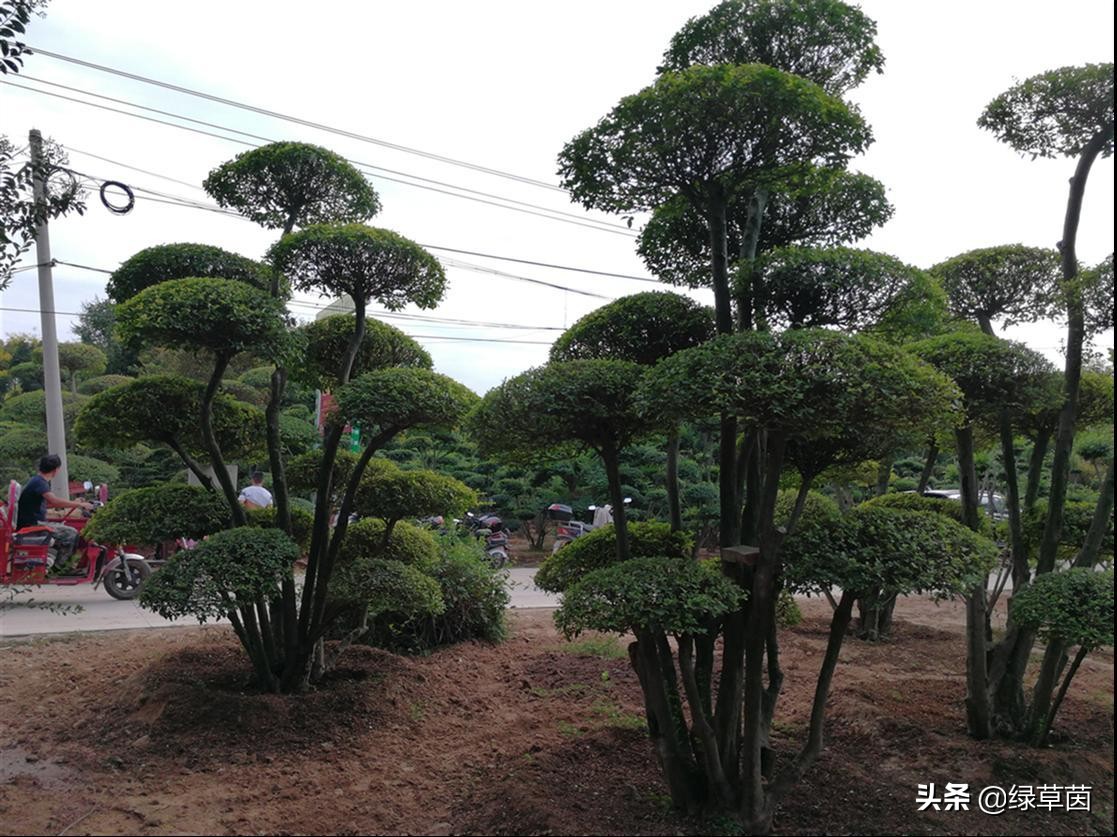 小叶女贞绿篱造型方式,小叶女贞做绿篱一般一平方多少棵