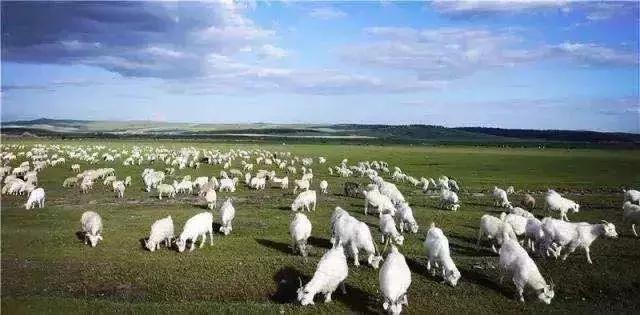 烤全羊舌尖上的美味,柴达木烤全羊