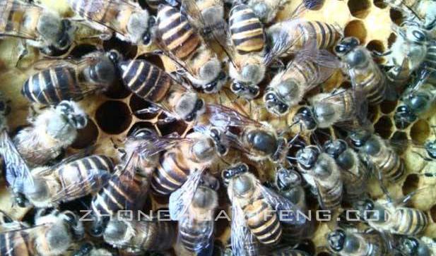 中蜂饲养先进技术研究,中蜂饲养的管理技术