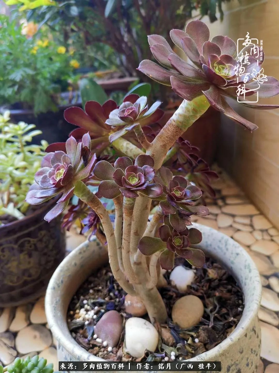 多肉怎么养出色彩,多肉很容易出现美丽的色彩