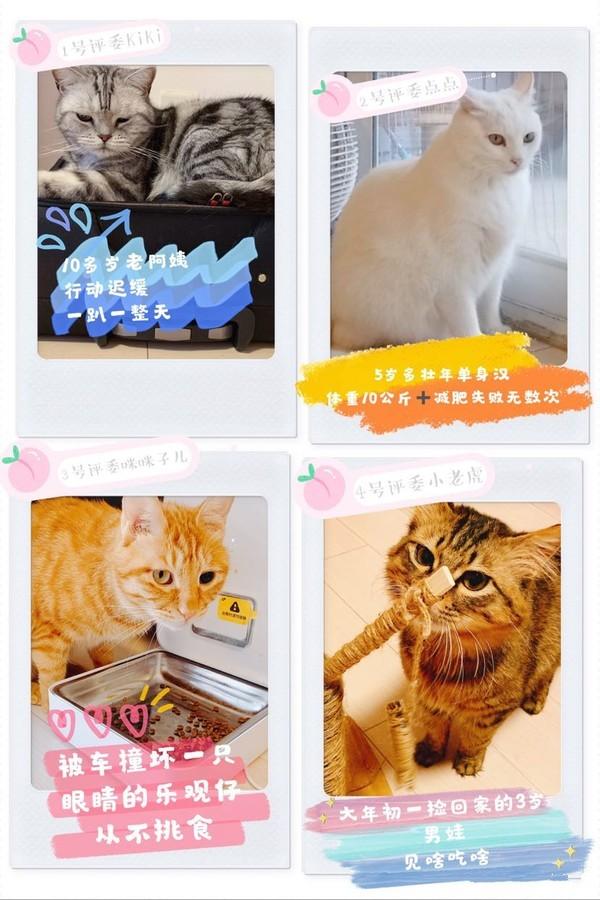 测评养猫,排名前十的猫粮养猫必看