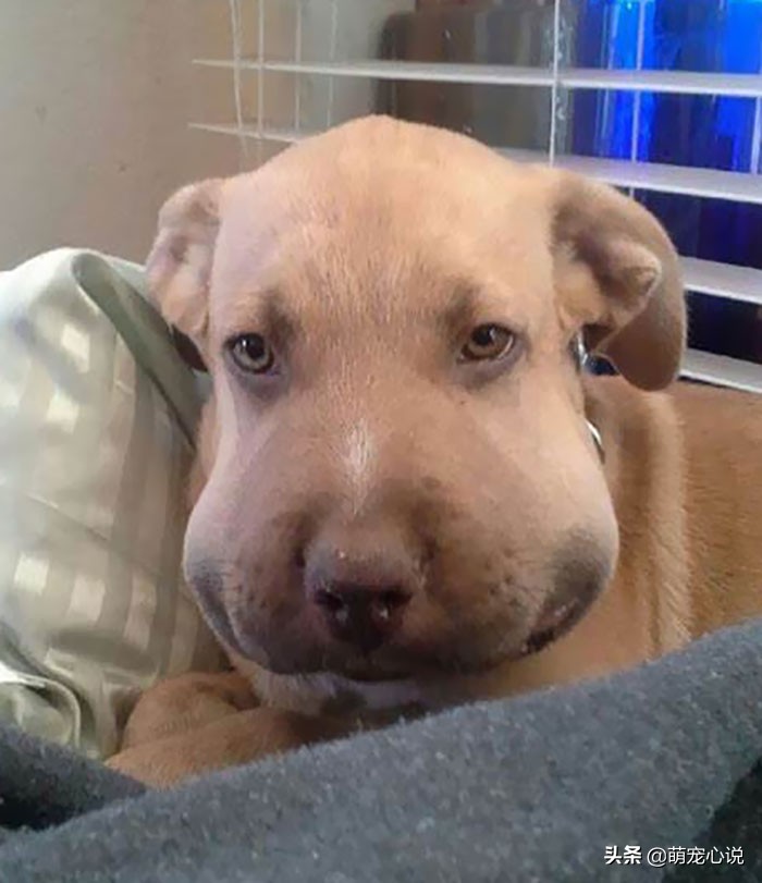 被蜜蜂蜇的狗狗猫咪,猫和狗狗被蜜蜂蛰的瞬间