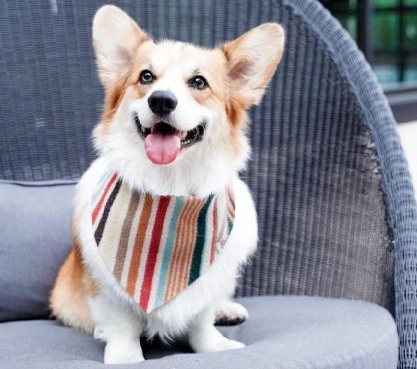 柯基吃什么狗粮最好最有营养,柯基吃什么狗粮比较合适