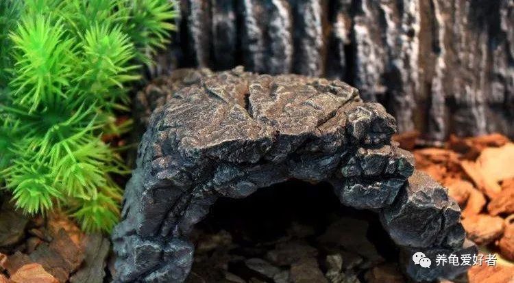 十个经验小法则让你养龟更轻松,养龟技巧视频教程全集