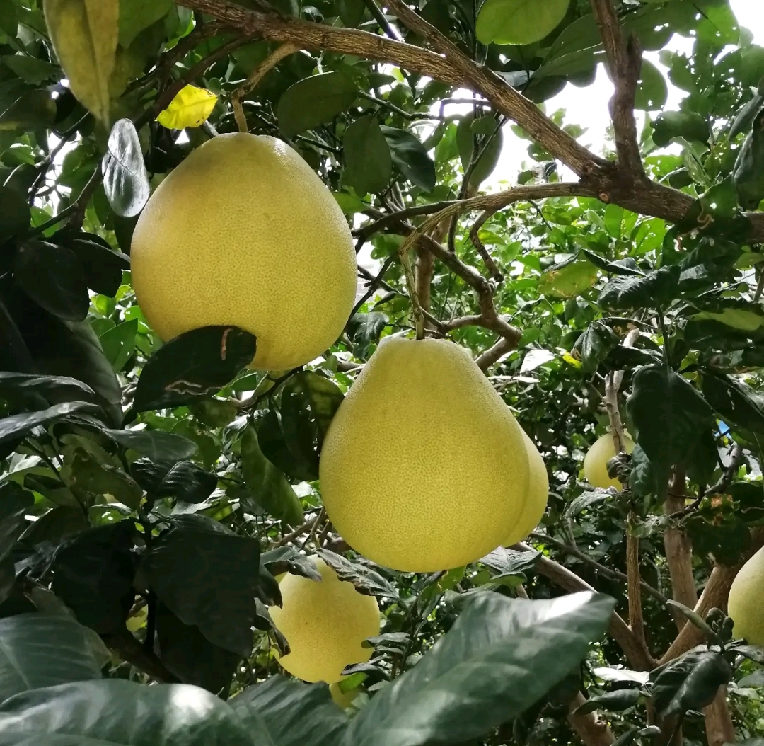 种植柚子的禁忌是什么,种植柚子遇到难解决的麻烦问题