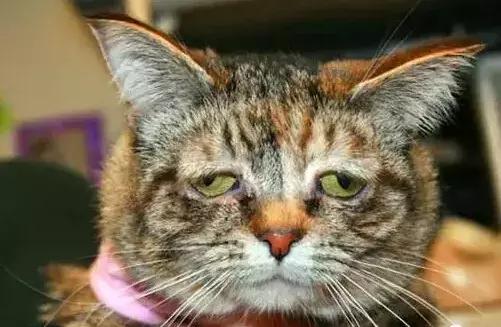 犬猫的治疗方案,犬猫如何预防应激