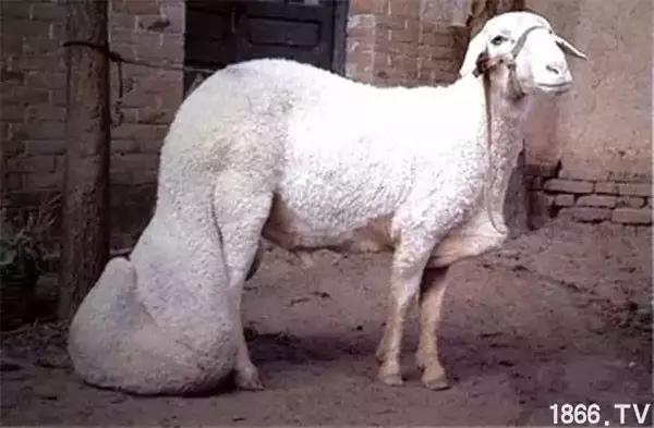 最厉害的10种羊,最好的种羊是什么品种呢