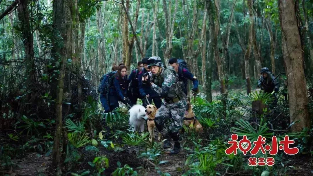 神犬小七第一季小七成为神犬,神犬小七3奇奇