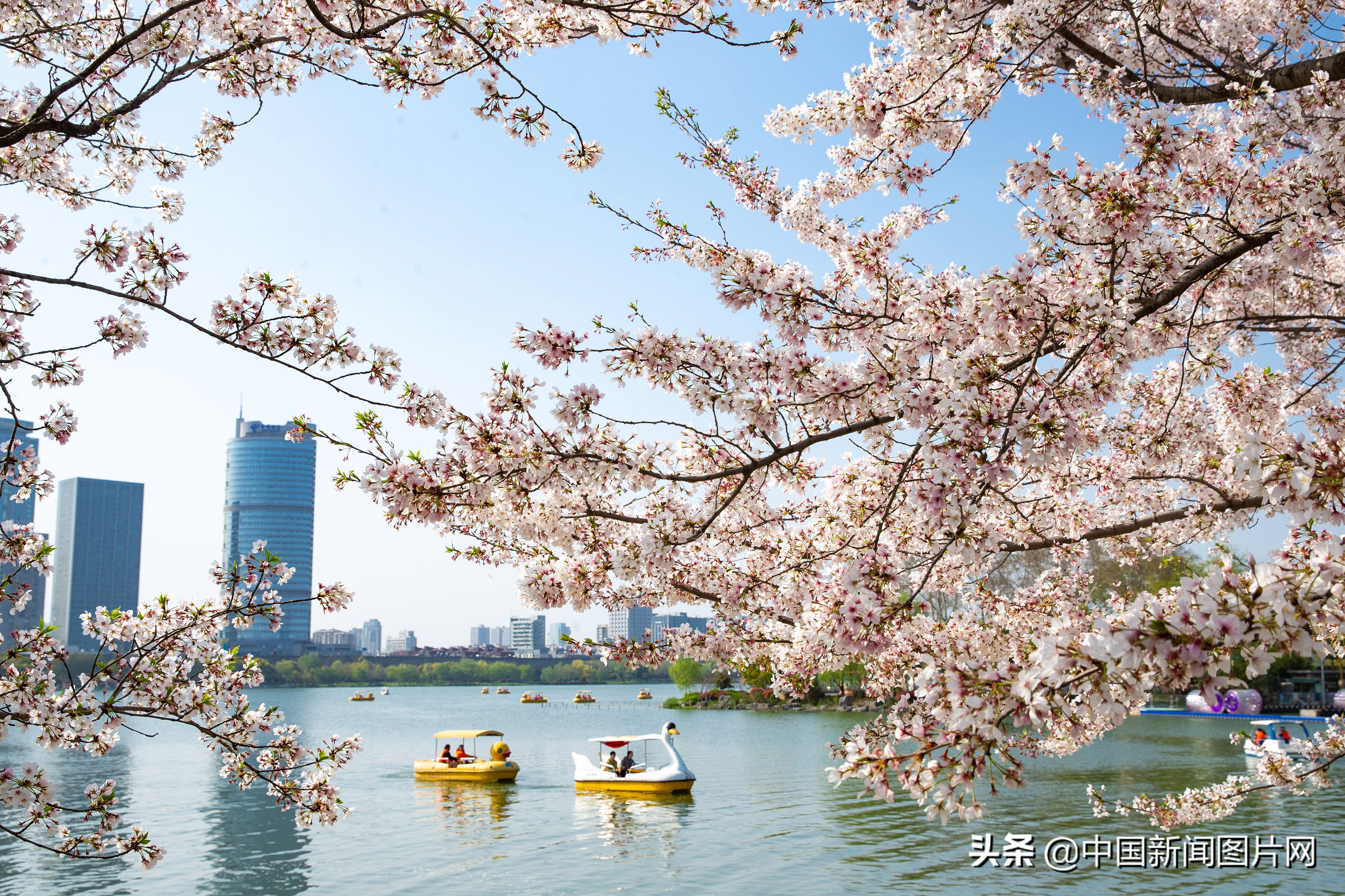 南京珍珠河两岸樱花烂漫,江苏南京樱花烂漫春意浓