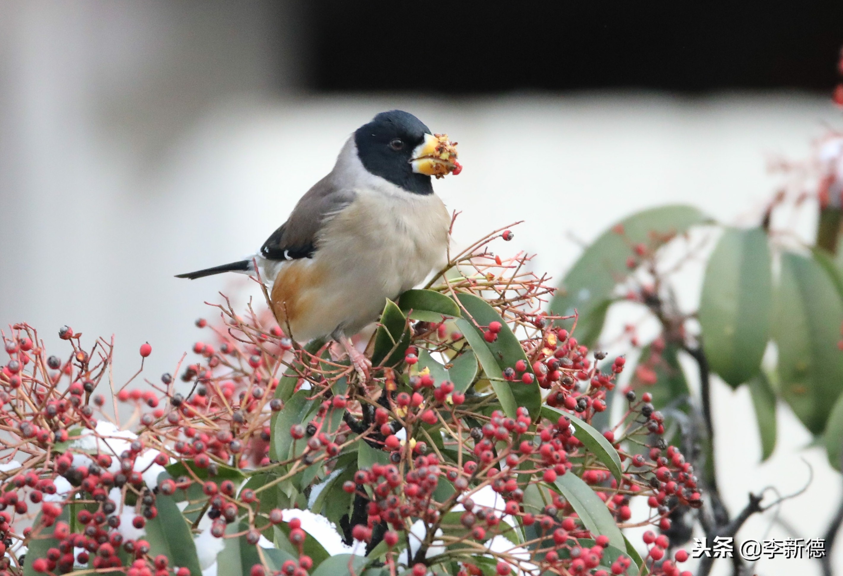 合肥拍到的小鸟,安徽有乌鸫鸟
