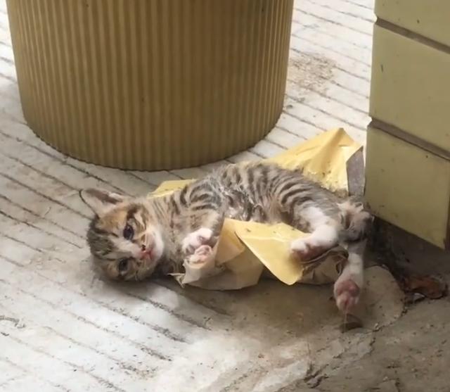 粘鼠板粘到狗身上怎么办,粘鼠胶粘到狗