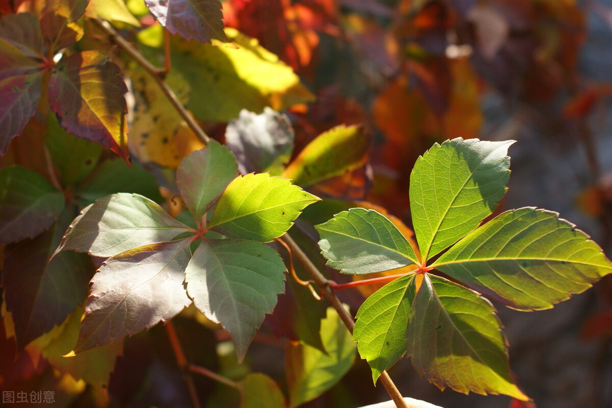 园林人需要知道的85个花卉知识,园林花卉的种类及图片