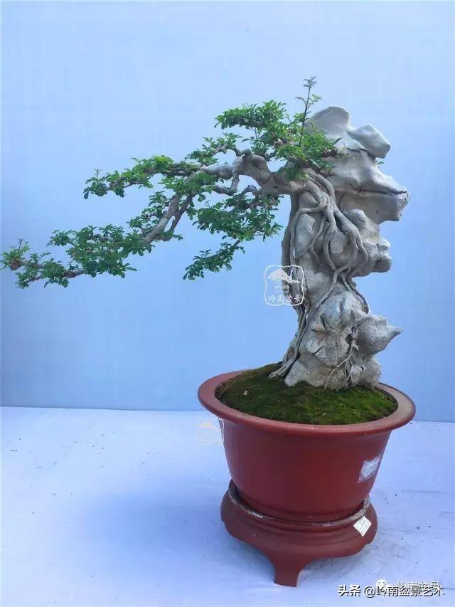 鎺㈡灊妞嶇墿,鎺㈡灊