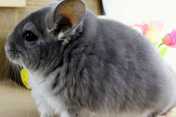 龙猫多少钱一只可以买,龙猫的价格主要取决于什么