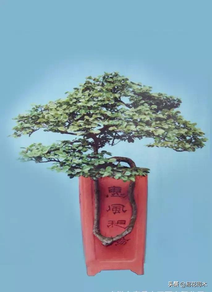 白檵木盆景图片欣赏,异形白花檵木盆景